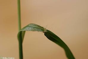 Digitaria ciliaris