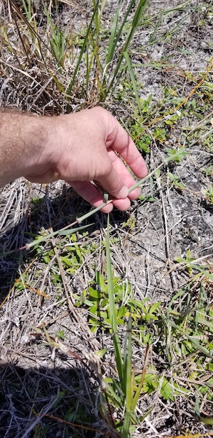 Digitaria eriantha