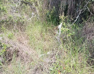 Digitaria eriantha