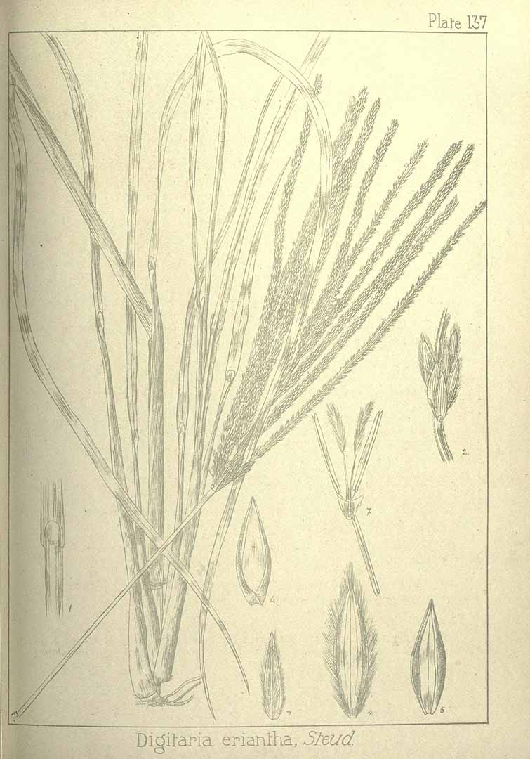 Digitaria eriantha