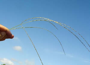 Digitaria filiformis