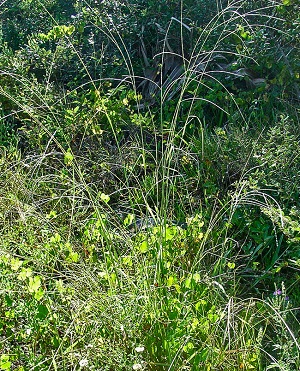 Digitaria filiformis