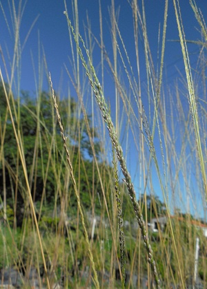 Digitaria filiformis