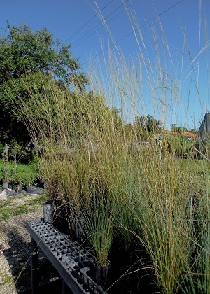 Digitaria filiformis