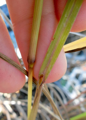 Digitaria filiformis