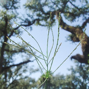 Digitaria horizontalis