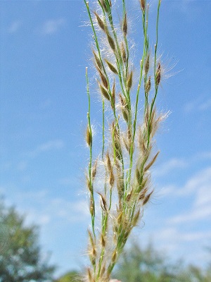 Digitaria insularis