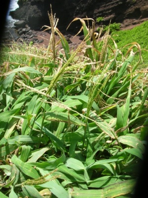 Digitaria insularis