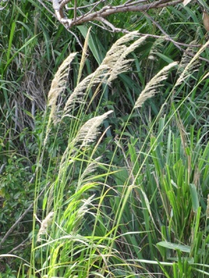 Digitaria insularis