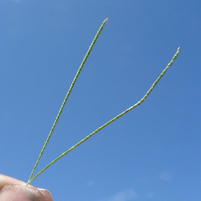Digitaria longiflora