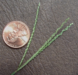 Digitaria longiflora