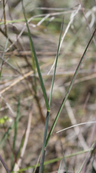 Digitaria pauciflora