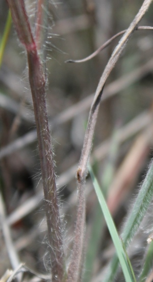 Digitaria pauciflora