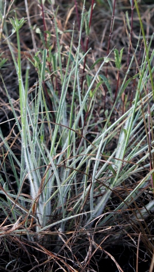 Digitaria pauciflora