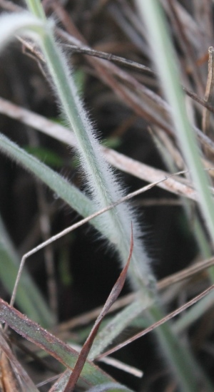 Digitaria pauciflora