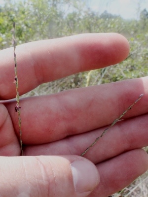 Digitaria pauciflora