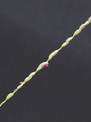 Digitaria pauciflora