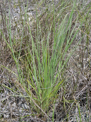 Digitaria pauciflora