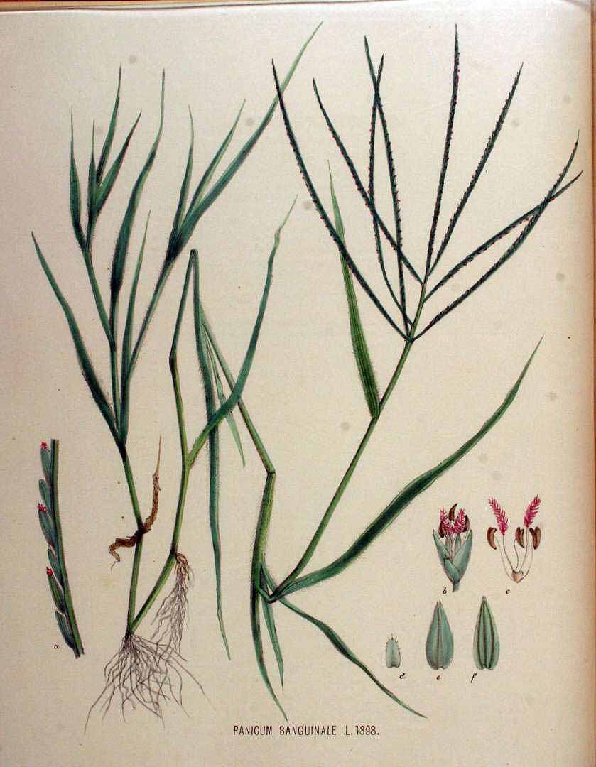 Digitaria sanguinalis