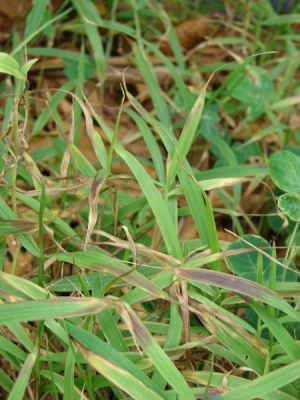 Digitaria setigera