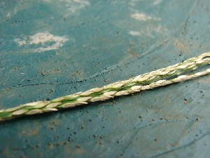 Digitaria setigera