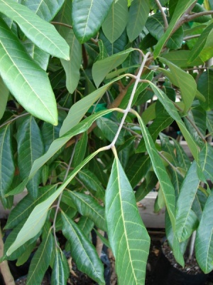 Dimocarpus longan