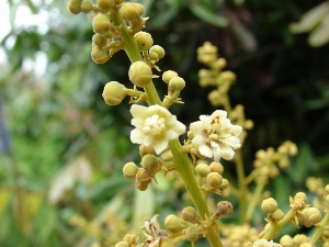 Dimocarpus longan