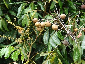 Dimocarpus longan