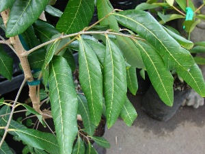 Dimocarpus longan