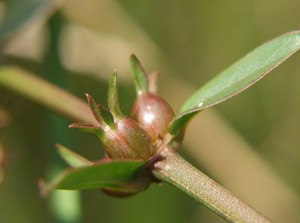 Diodia virginiana