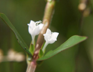 Diodia virginiana