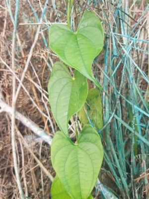 Dioscorea alata