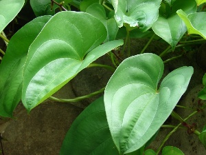 Dioscorea alata