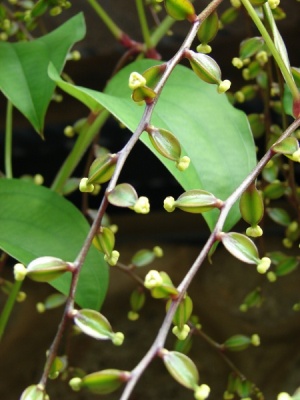 Dioscorea alata