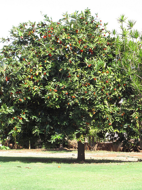 Diospyros blancoi