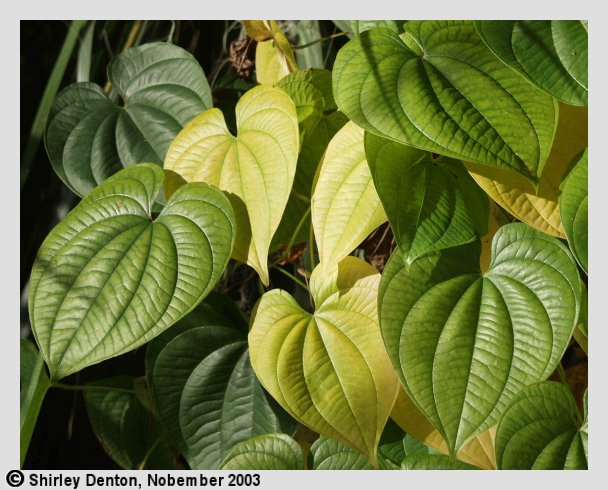 Dioscorea bulbifera