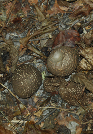 Dioscorea bulbifera