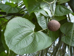 Dioscorea bulbifera