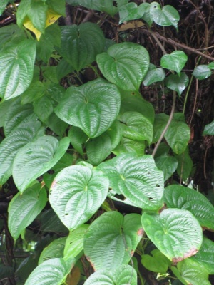 Dioscorea bulbifera