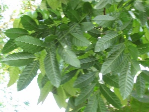 Diospyros ebenum