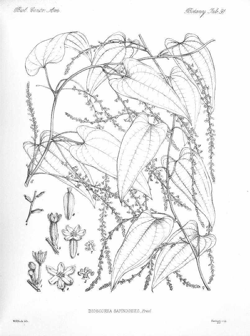 Dioscorea pilosiuscula