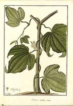 Dioscorea trifida