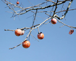 Diospyros virginiana