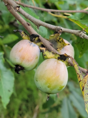 Diospyros virginiana