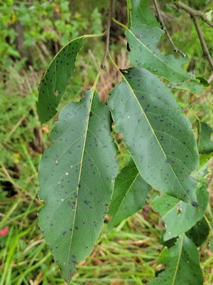 Diospyros virginiana