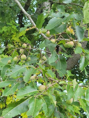 Diospyros virginiana