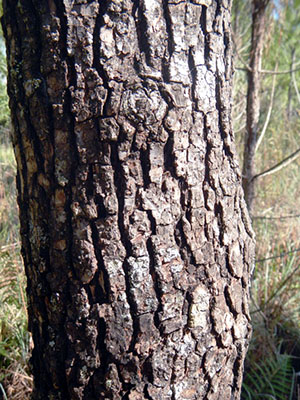 Diospyros virginiana