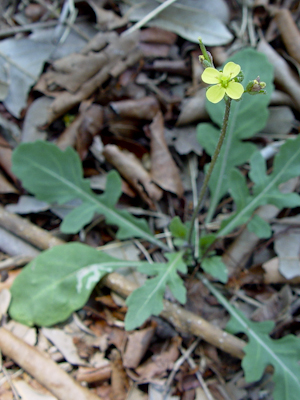 Diplotaxis muralis