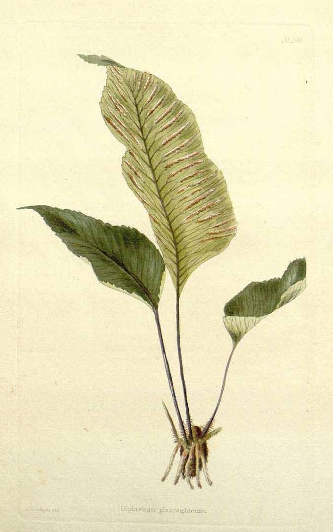 Diplazium plantaginifolium