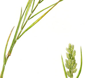 Distichlis spicata